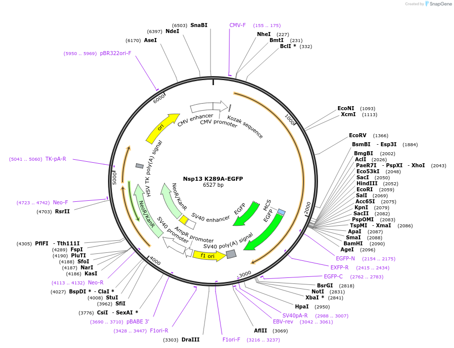 165130-plasmid-map-sequence-id-325888