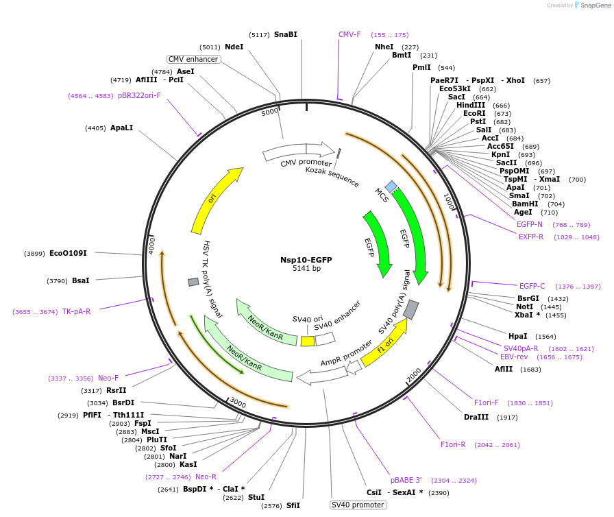 165115-plasmid-map-sequence-id-325890