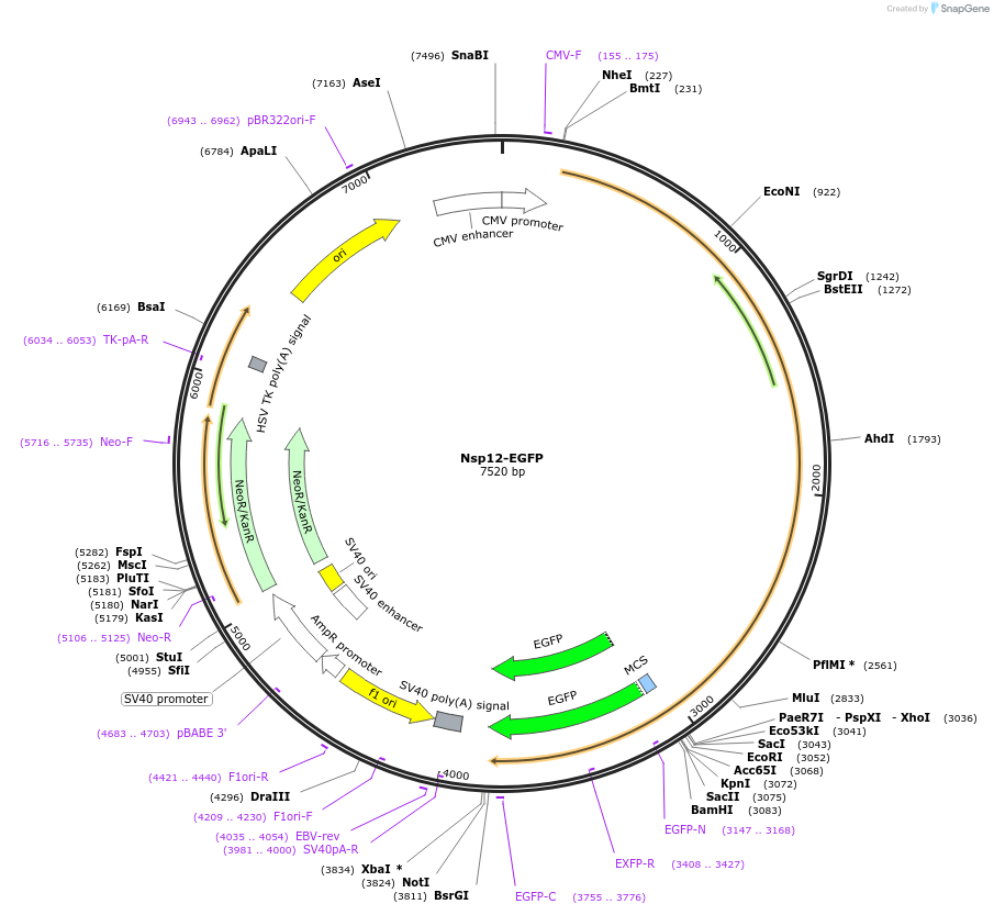 165116-plasmid-map-sequence-id-325897
