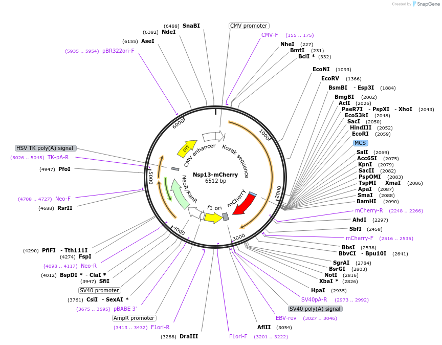 165136-plasmid-map-sequence-id-325932