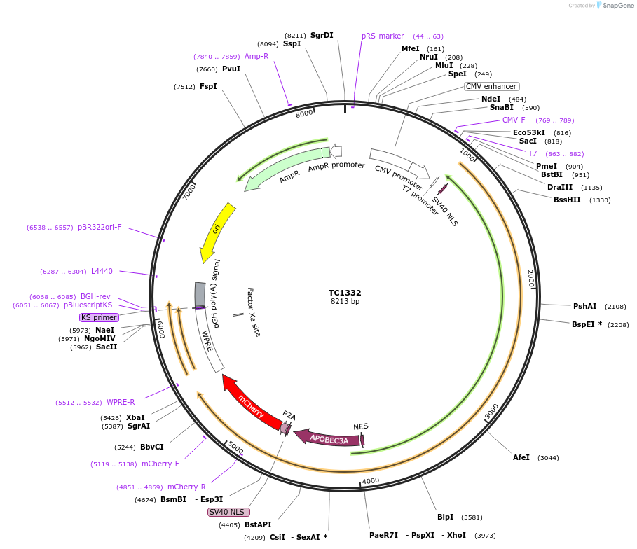 164874-plasmid-map-sequence-id-325934