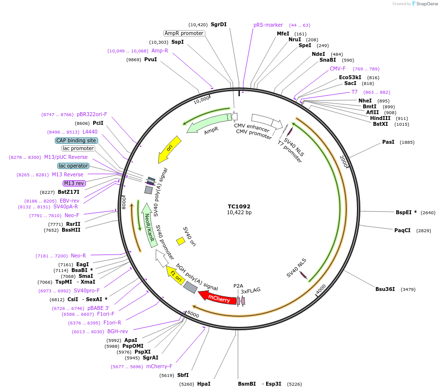 164879-plasmid-map-sequence-id-325942