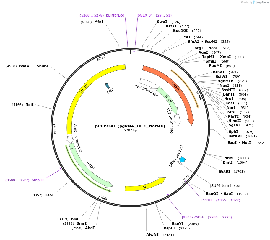 161593-plasmid-map-sequence-id-325948