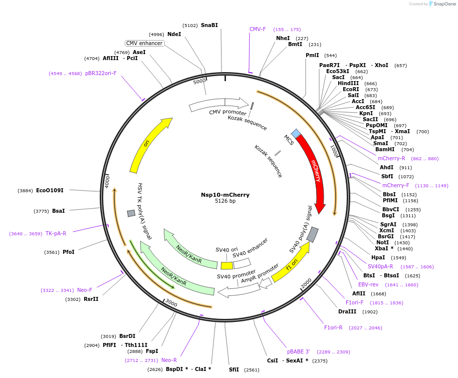165135-plasmid-map-sequence-id-325949