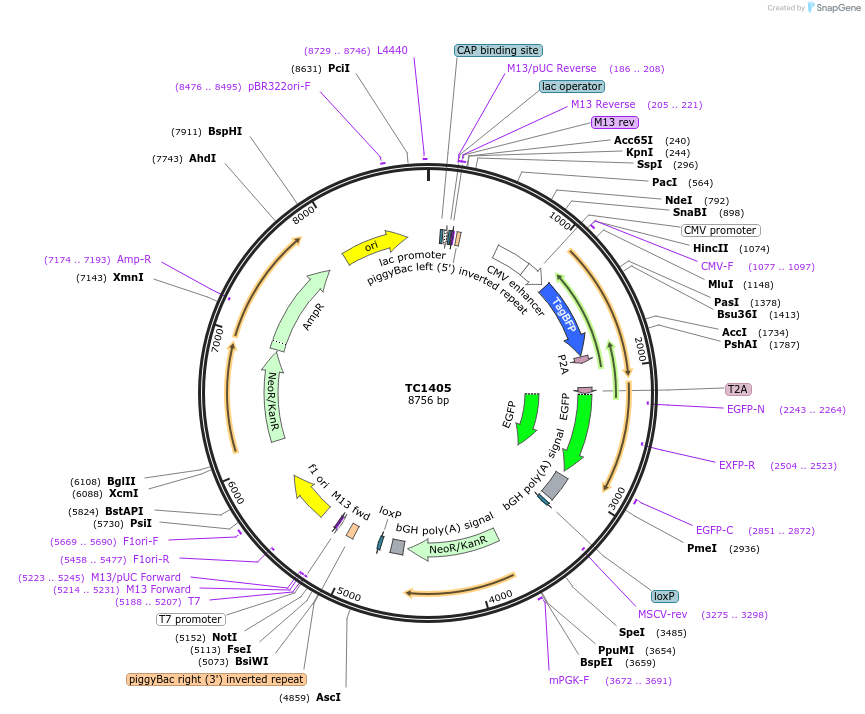 164877-plasmid-map-sequence-id-325951