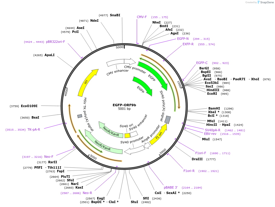 165122-plasmid-map-sequence-id-325952