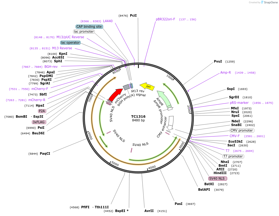 164883-plasmid-map-sequence-id-325957
