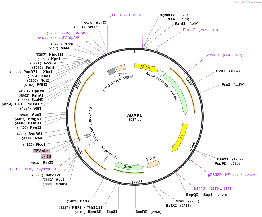 163905-plasmid-map-sequence-id-325960