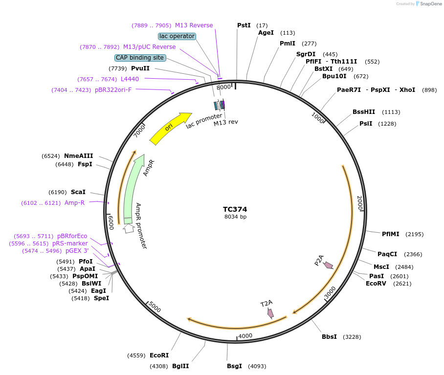 164886-plasmid-map-sequence-id-325965