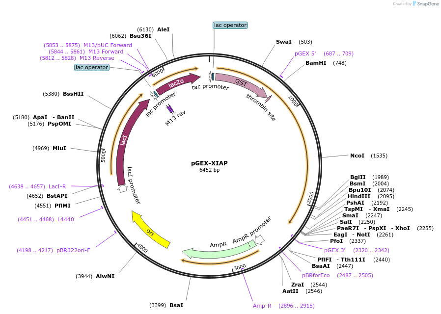 8340-plasmid-map-sequence-id-325970