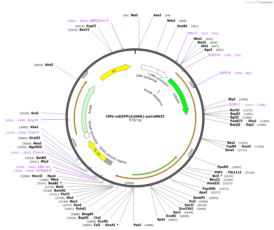 165438-plasmid-map-sequence-id-325971