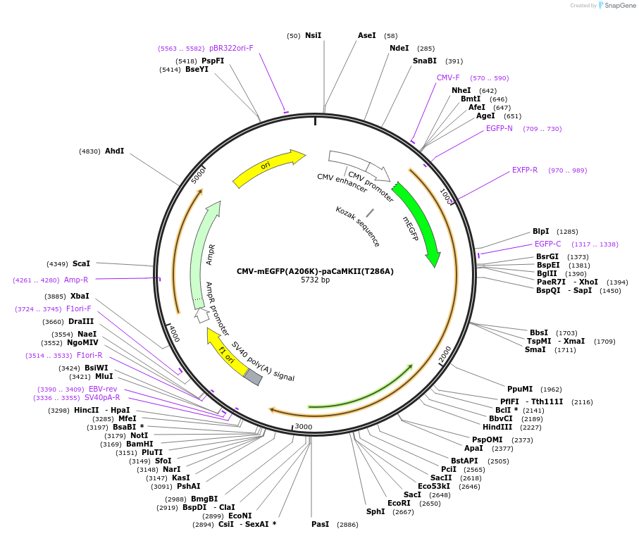 165439-plasmid-map-sequence-id-325972