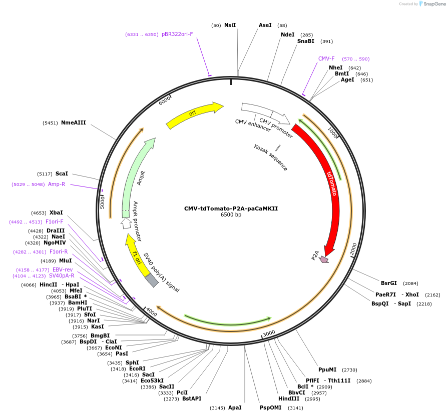 165431-plasmid-map-sequence-id-325973