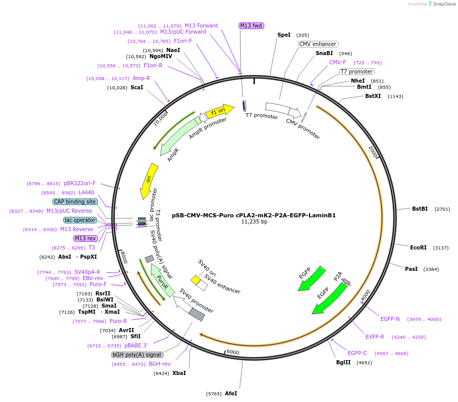 162566-plasmid-map-sequence-id-325979