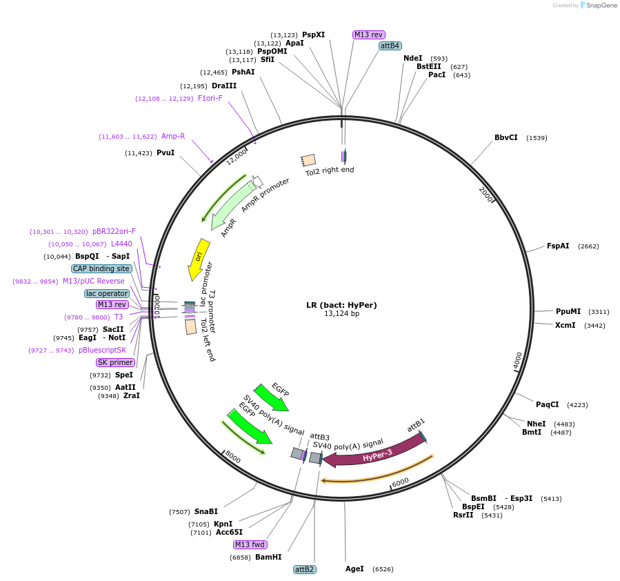162069-plasmid-map-sequence-id-325985