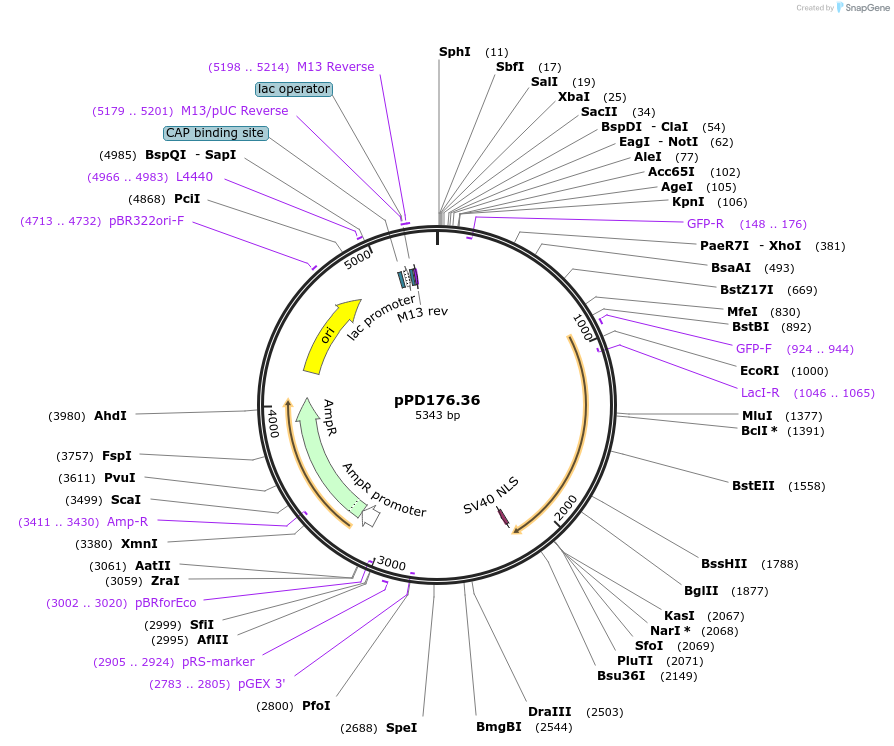 1720-plasmid-map-sequence-id-326