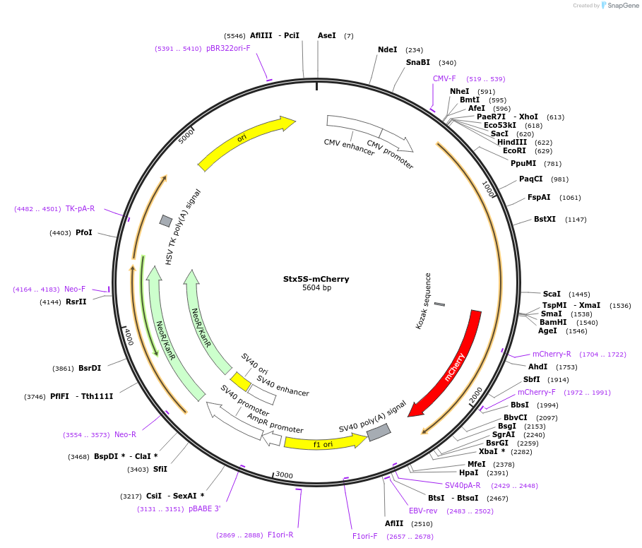 165087-plasmid-map-sequence-id-326010