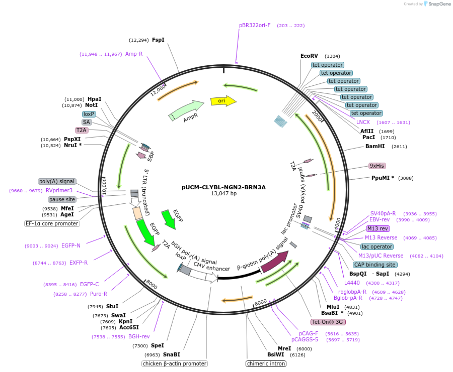 165597-plasmid-map-sequence-id-326012