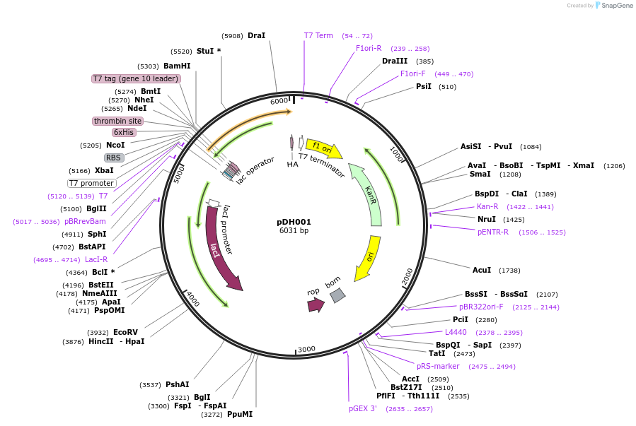 157639-plasmid-map-sequence-id-326025