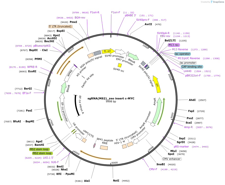 164636-plasmid-map-sequence-id-326094