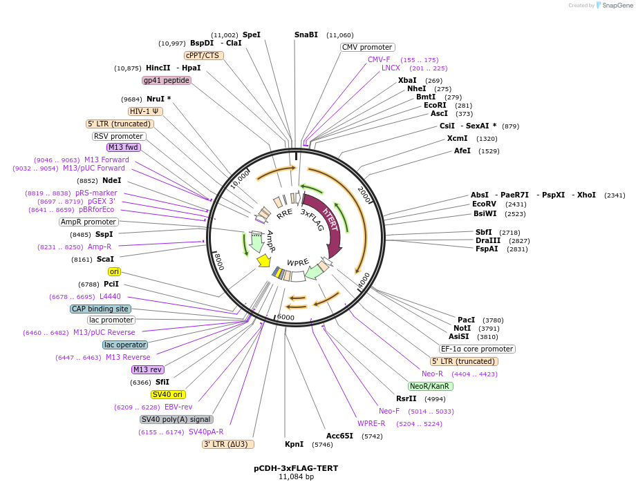 51631-plasmid-map-sequence-id-326138