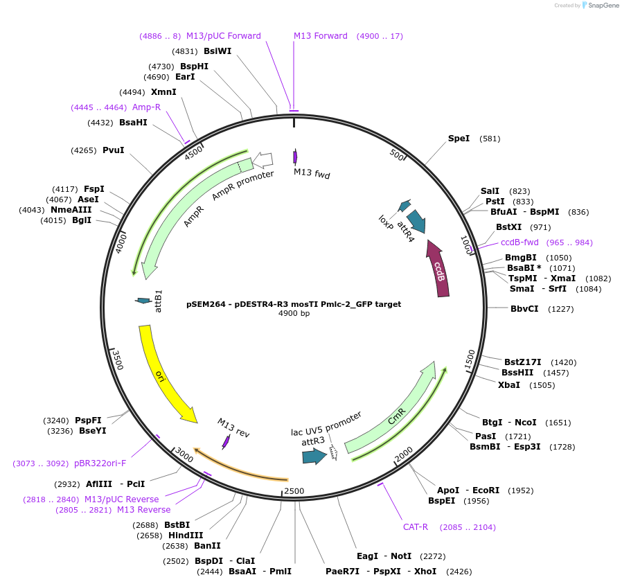 159842-plasmid-map-sequence-id-326153