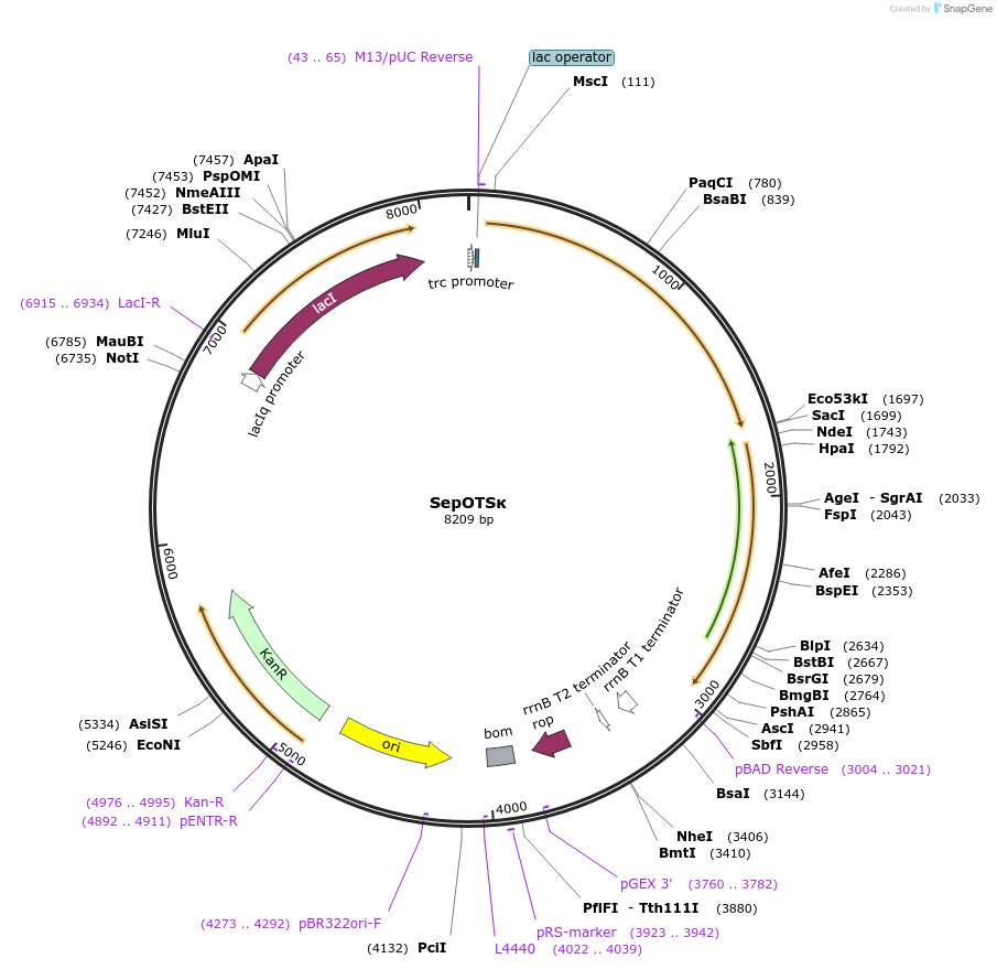68291-plasmid-map-sequence-id-326176