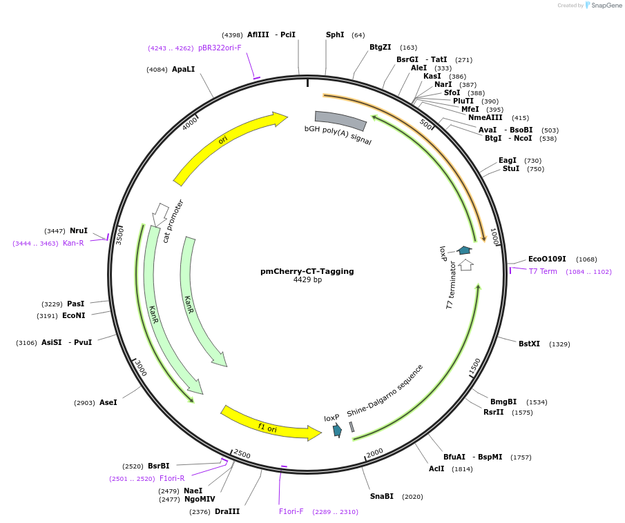 165869-plasmid-map-sequence-id-326292