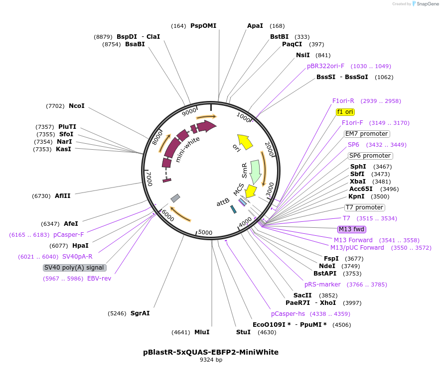 165924-plasmid-map-sequence-id-326303