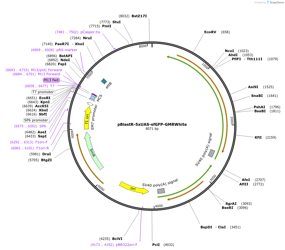 165907-plasmid-map-sequence-id-326309