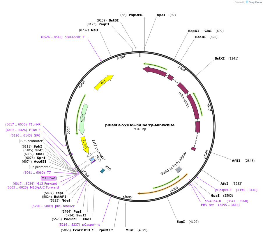 165911-plasmid-map-sequence-id-326310