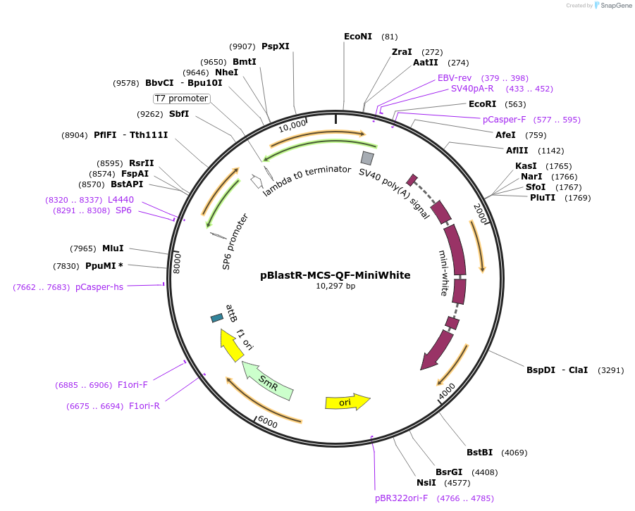 165906-plasmid-map-sequence-id-326311