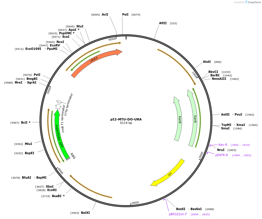 160015-plasmid-map-sequence-id-326325