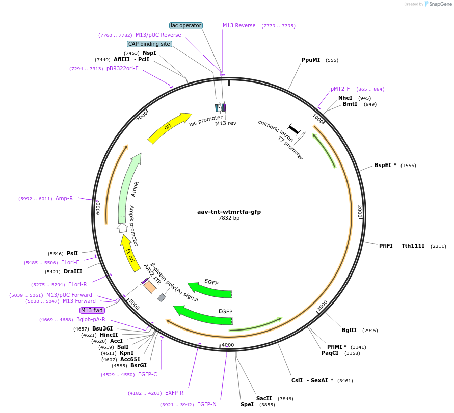 165037-plasmid-map-sequence-id-326326