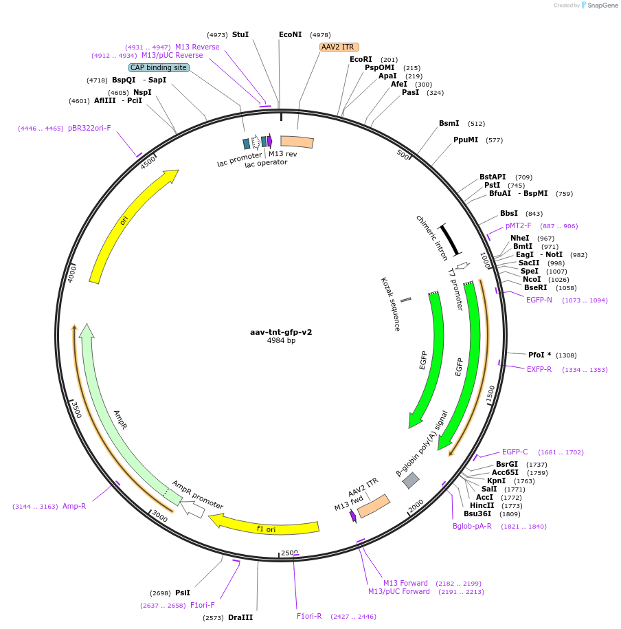 165036-plasmid-map-sequence-id-326329