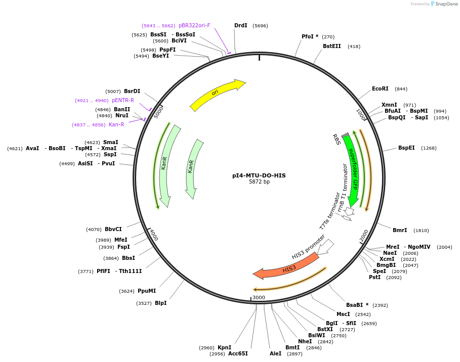 160026-plasmid-map-sequence-id-326333