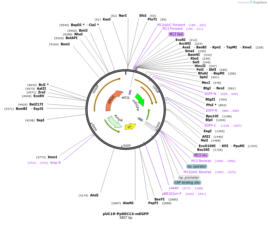 160469-plasmid-map-sequence-id-326335
