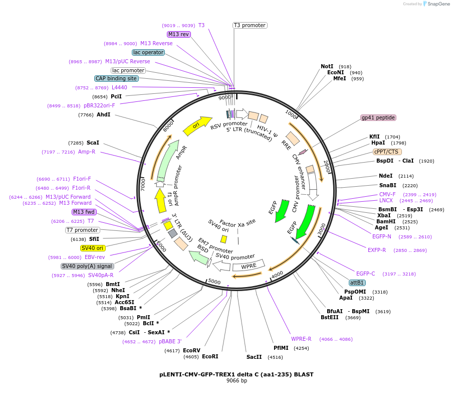 164229-plasmid-map-sequence-id-326336