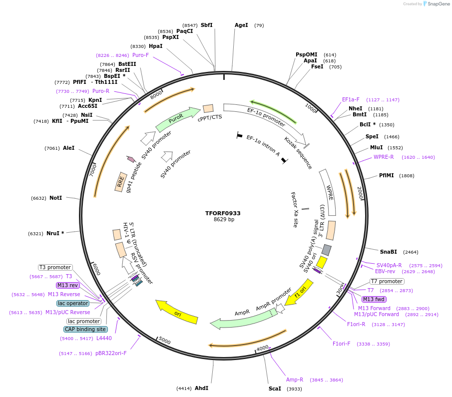 141758-plasmid-map-sequence-id-326345