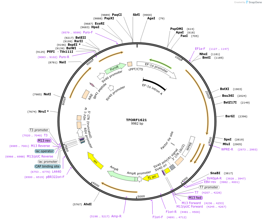 141851-plasmid-map-sequence-id-326347