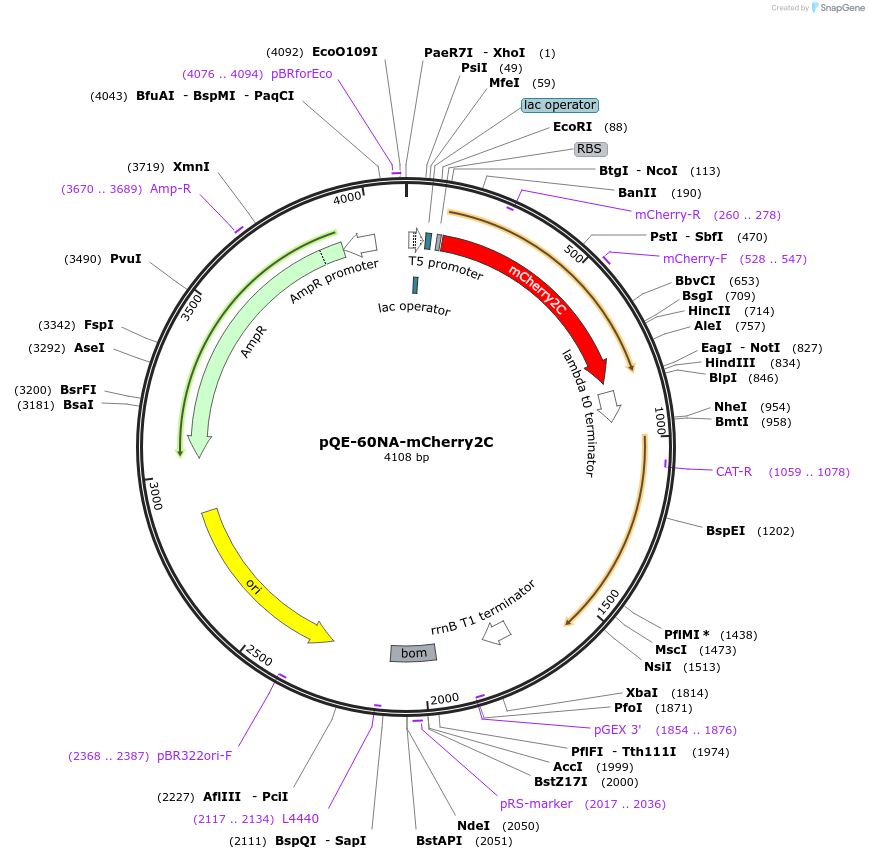 160461-plasmid-map-sequence-id-326351