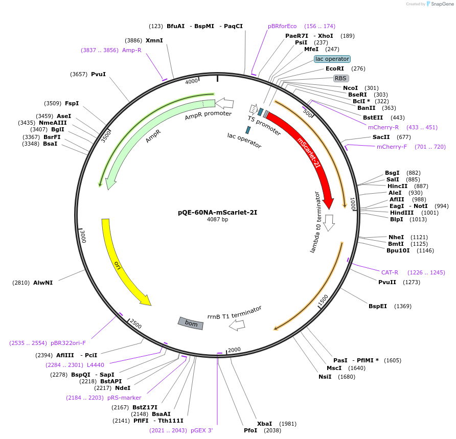 160463-plasmid-map-sequence-id-326352