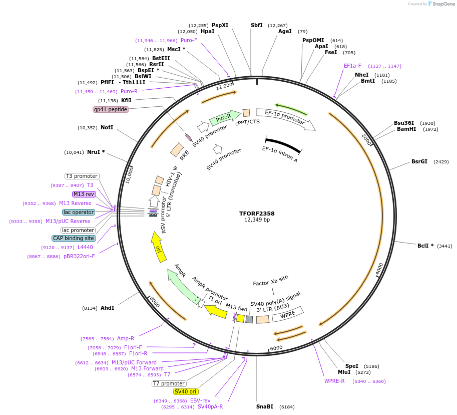 142046-plasmid-map-sequence-id-326359