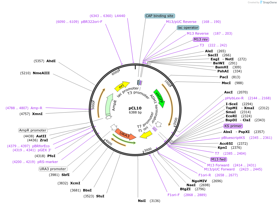 164710-plasmid-map-sequence-id-326363