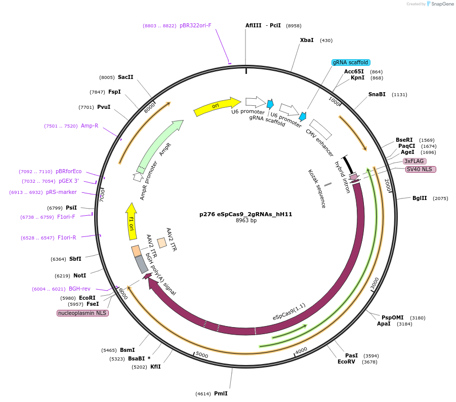 164850-plasmid-map-sequence-id-326369