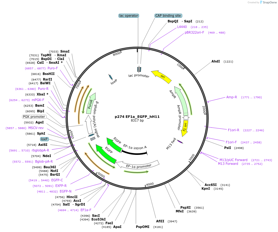 164851-plasmid-map-sequence-id-326374