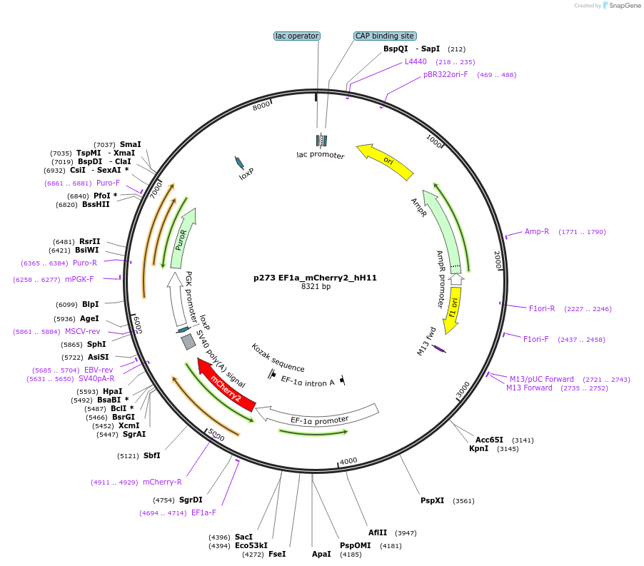 164852-plasmid-map-sequence-id-326375