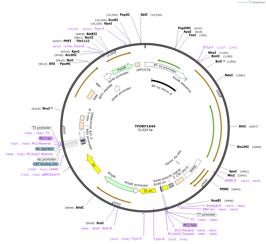 142814-plasmid-map-sequence-id-326382