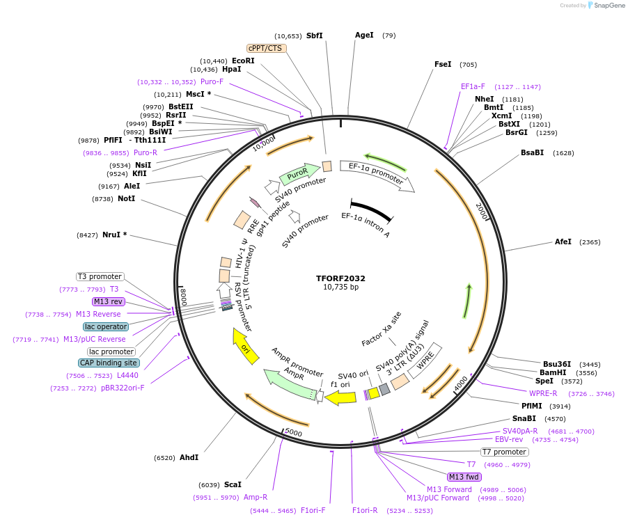 142907-plasmid-map-sequence-id-326383