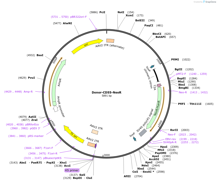 153551-plasmid-map-sequence-id-326384